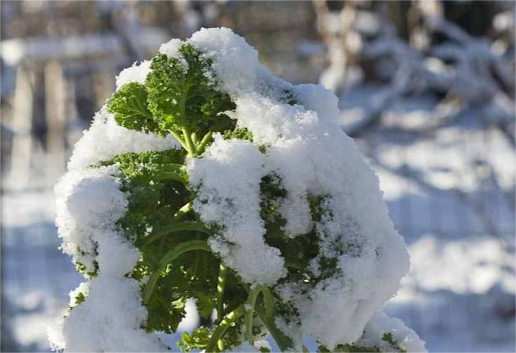 尚干閩菜課堂十四期｜大雪時節冬漸濃，何不來道雪里紅？